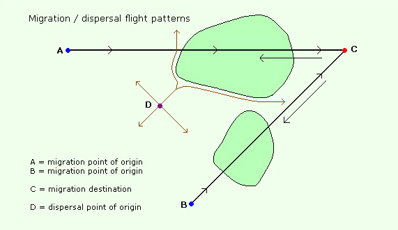 flight%20pattern - Butterflies Store