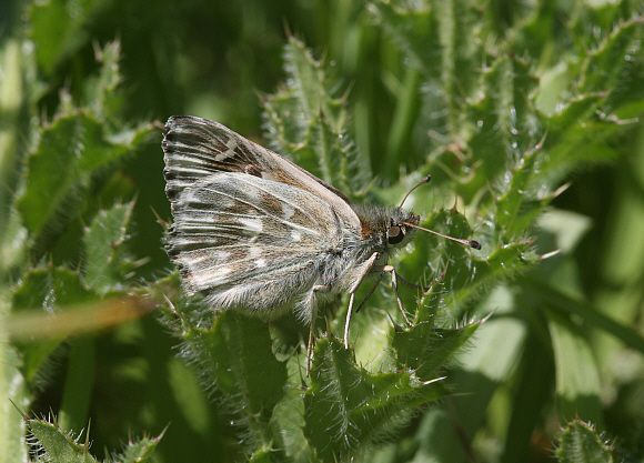 flocciferus%20uns%20PBJ001a - Learn Butterflies