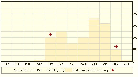 guanacaste2 - Butterflies Store