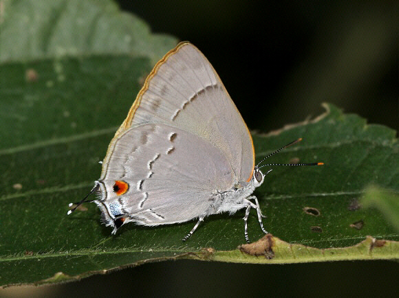 Royal Hairstreak