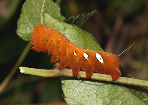 Cissus Sphinx