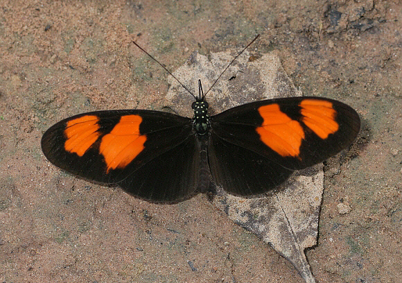 heliconius%20melpomene%20xenoclea%205638 001a - Learn Butterflies