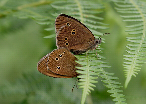 hyperantus%20pair%20001a - Learn Butterflies
