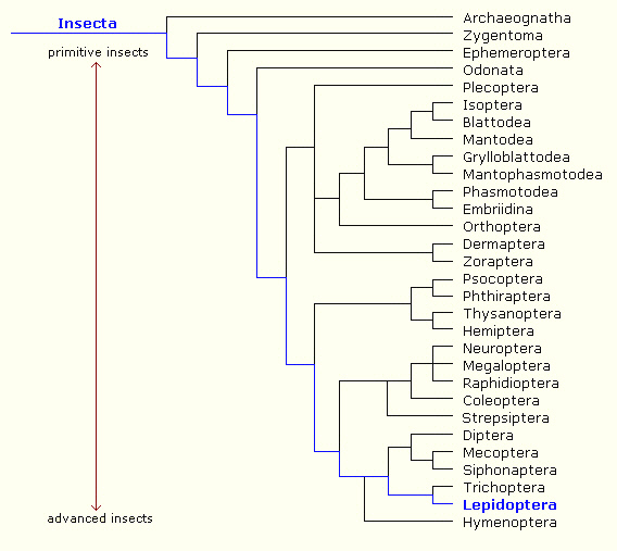 insect%20phylogenetic%20tree%207 - Learn Butterflies