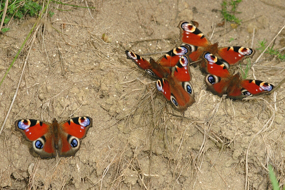 io%20noar%20group%20001a - Learn Butterflies