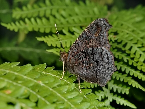 io%20underside%20033b - Butterflies Store