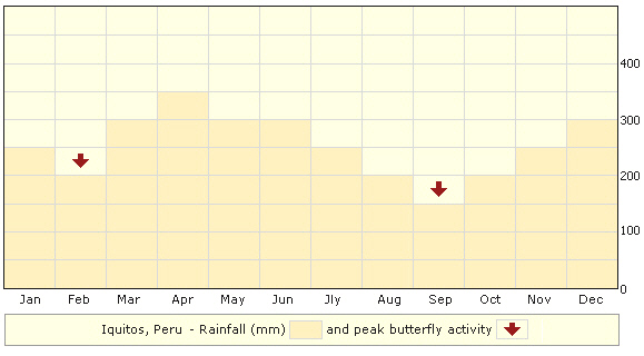 iquitos - Learn Butterflies