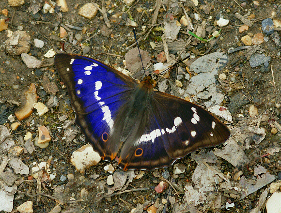 irisangle%20002 - Learn Butterflies