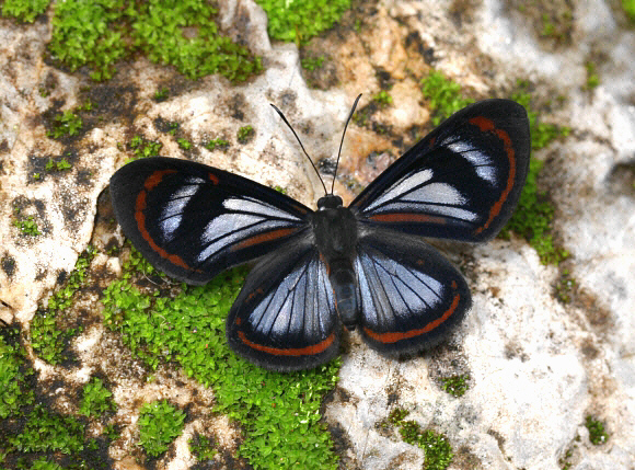 Glasswing Metalmark