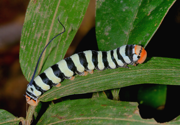 Larva : Co-evolution with Plants