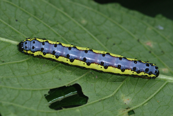 Unidentified moth (unknown specie 006)