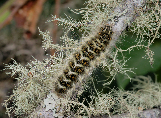 Unidentified Moth (Lasiocampidae specie 003)