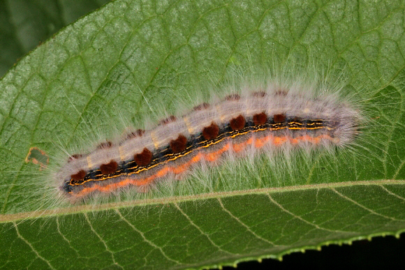 Unidentified moth (unknown Lasiocampidae specie 017)