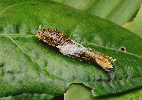 Heraclides thoas, half-grown larva - Adrian Hoskins