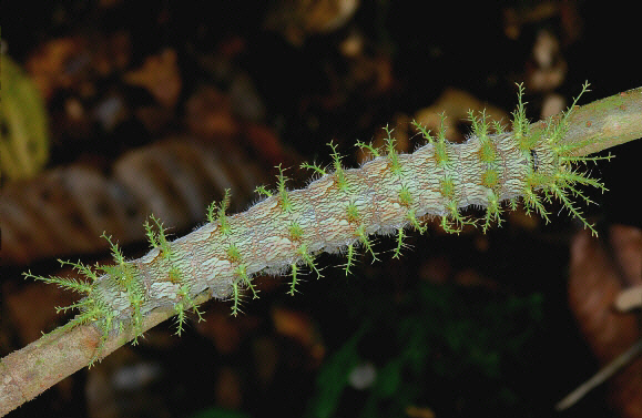 Stinging Lichen moth