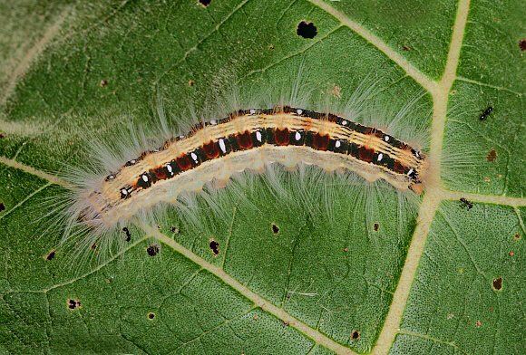 Unidentified moth (unknown Lasiocampidae specie 014)