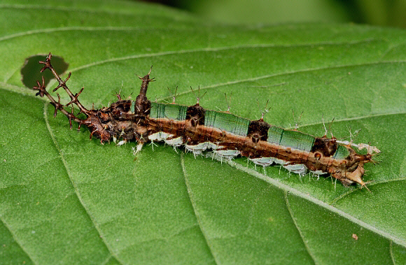 Temenis laothoe, Rio Madre de Dios, 400m, Peru