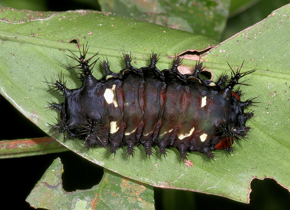 Stoll’s Cup Moth (Acharia nesea)