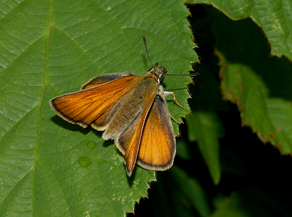 lineola%2008%20small - Learn Butterflies