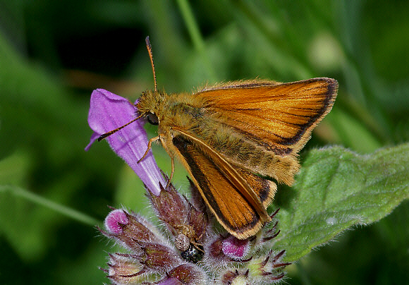 Essex Skipper