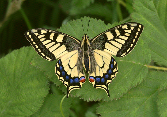 machaon%20001 - Learn Butterflies