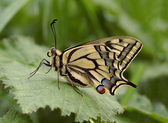 machaon%20uns%20001 - Learn Butterflies