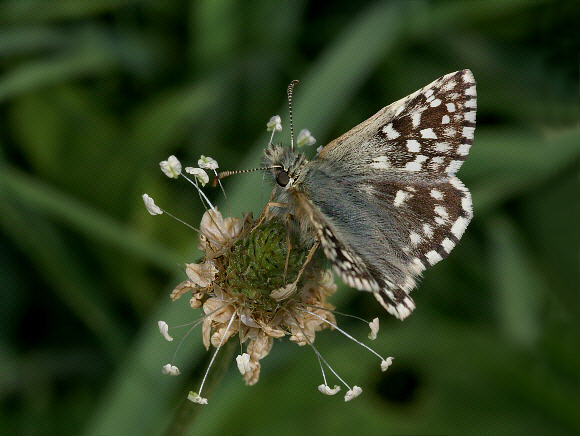 malvae%20029b - Learn Butterflies