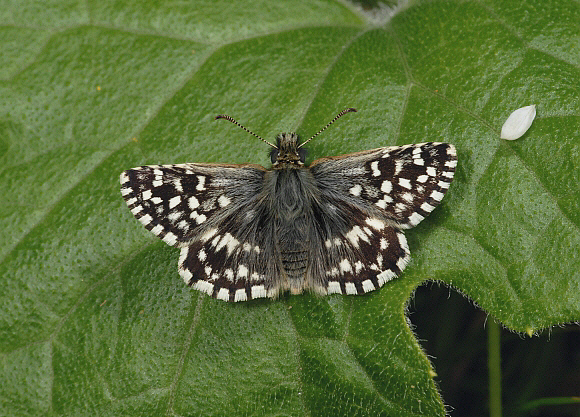 Grizzled Skipper