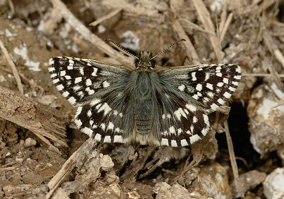 malvae%2009Stock%20005a - Learn Butterflies