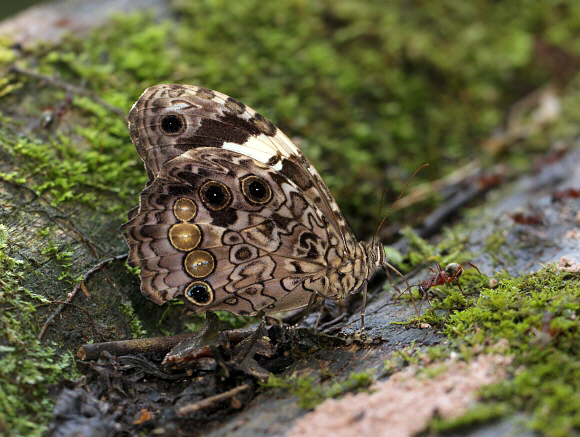 White-spotted Satyr