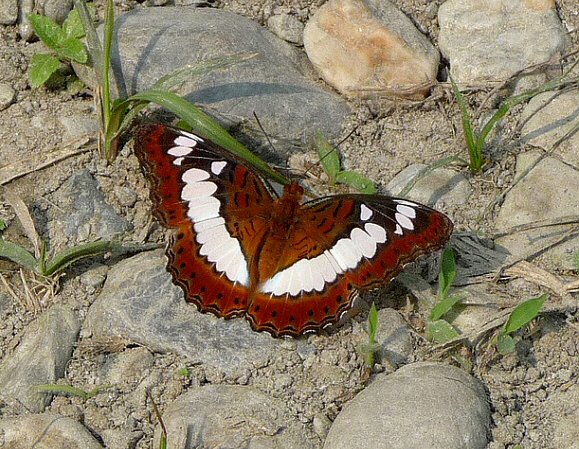 Moduza procris, Nepal - Gail Hampshire