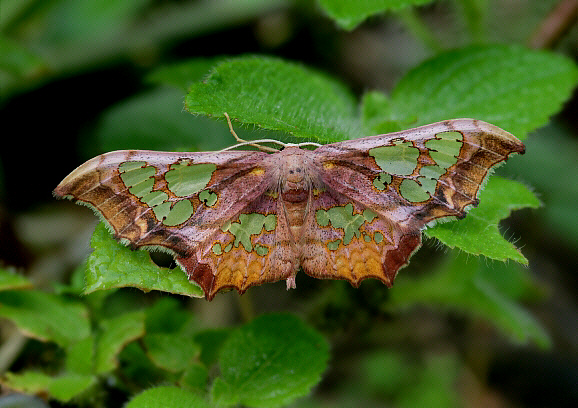 Window-winged moth