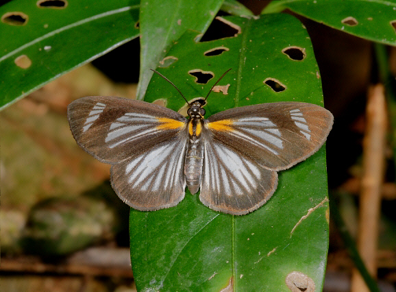 Dimorphic Skipper