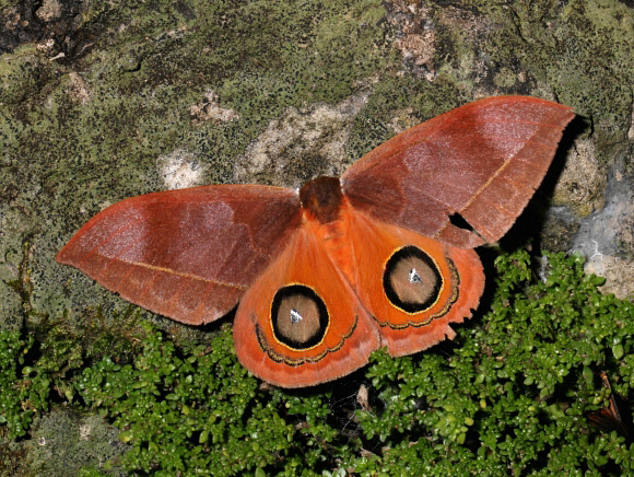 Godart’s Bullseye moth