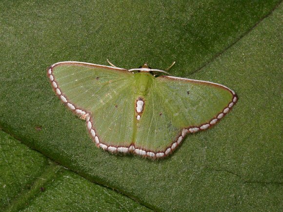 Warren’s Bordered Emerald