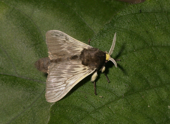 Podalia tympana, Satipo, Peru