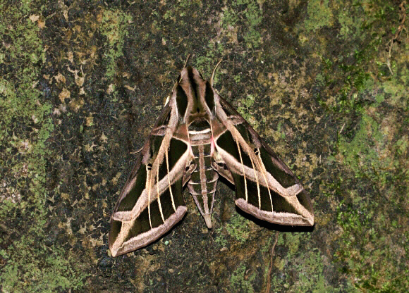 Eumorpha vitis, female, Satipo, Peru