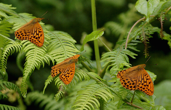 paphia%20trio%20001 - Learn Butterflies