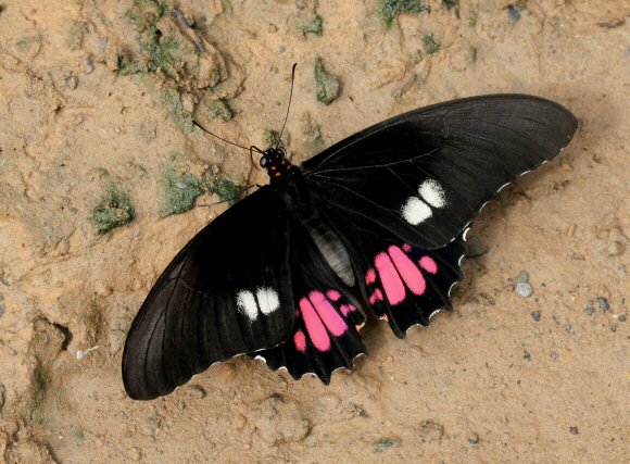 Ruby-spotted Swallowtail