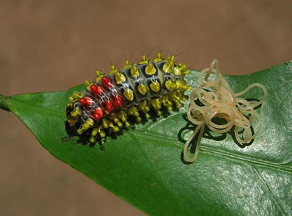 parasitic%20worm%20Limacod%20DJ%20Cambodia%20001a - Learn Butterflies