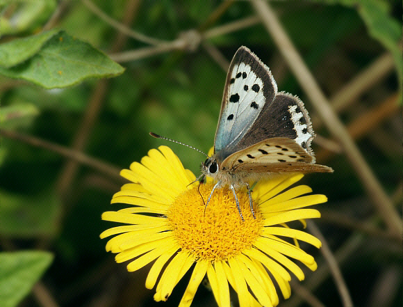 phlaeas%20schmidtii%20001c - Learn Butterflies