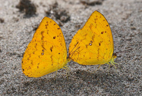 Phoebis argante argante, Rio Pindayo, Peru - Adrian Hoskins