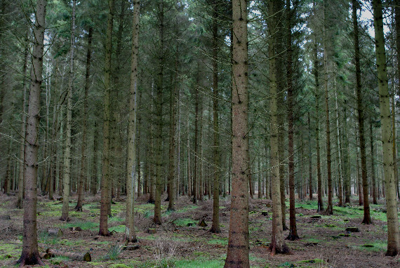 pine%20plantation%20001 - Learn Butterflies