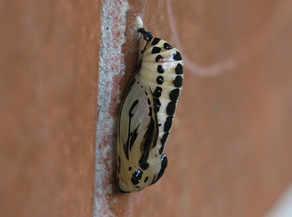 unidentified species, ref 026, Mariposa, Satipo, Peru