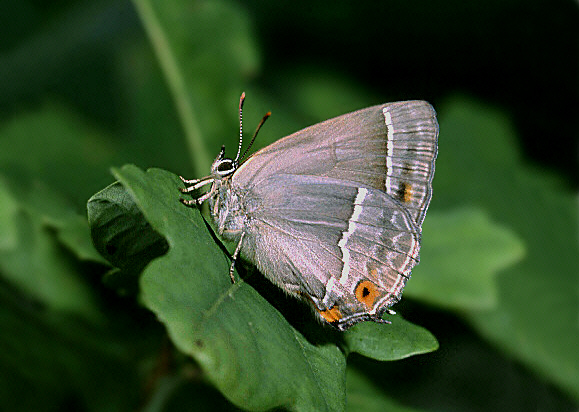 quercus%20uns%20001a - Learn Butterflies