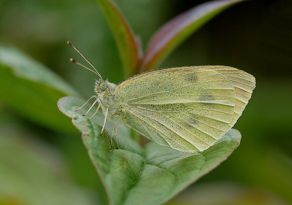 Pieris rapae - Adrian Hoskins