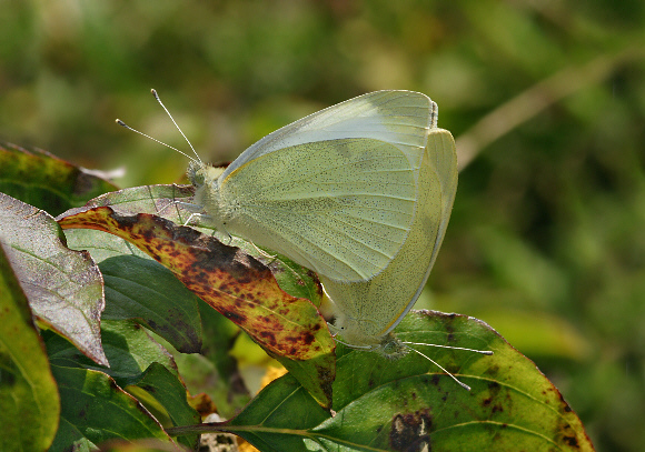 Pieris rapae - Adrian Hoskins