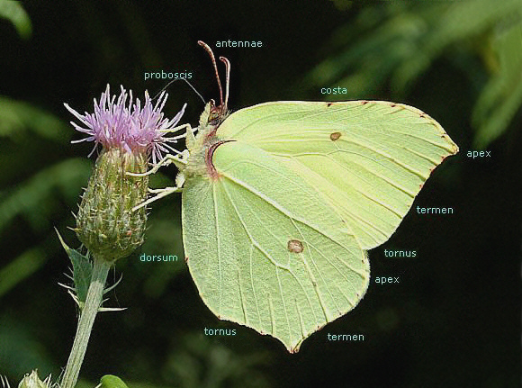 rhamni%20anatomy%20labelled - Learn Butterflies