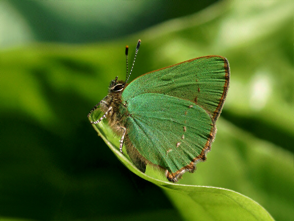 rubi%20arum%20002 - Learn Butterflies