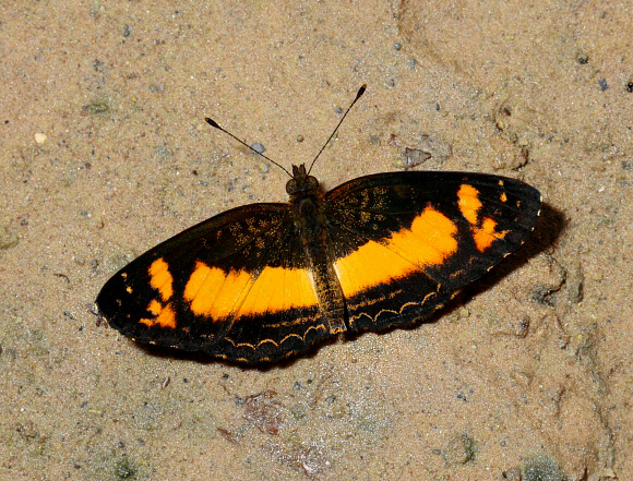 Telenassa teletusa burchelli Satipo, Peru - Adrian Hoskins